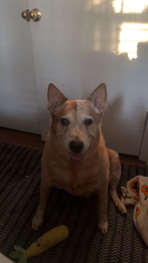 My Shelby Girl